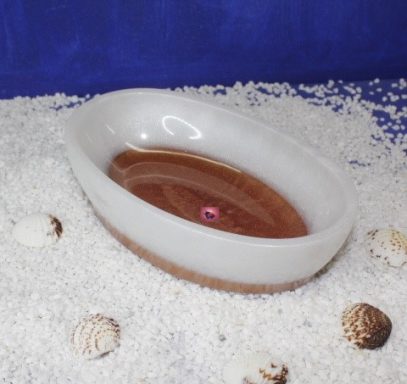 Schale mit brauner Unterboden auf hellem Rand, umgeben von Muscheln.